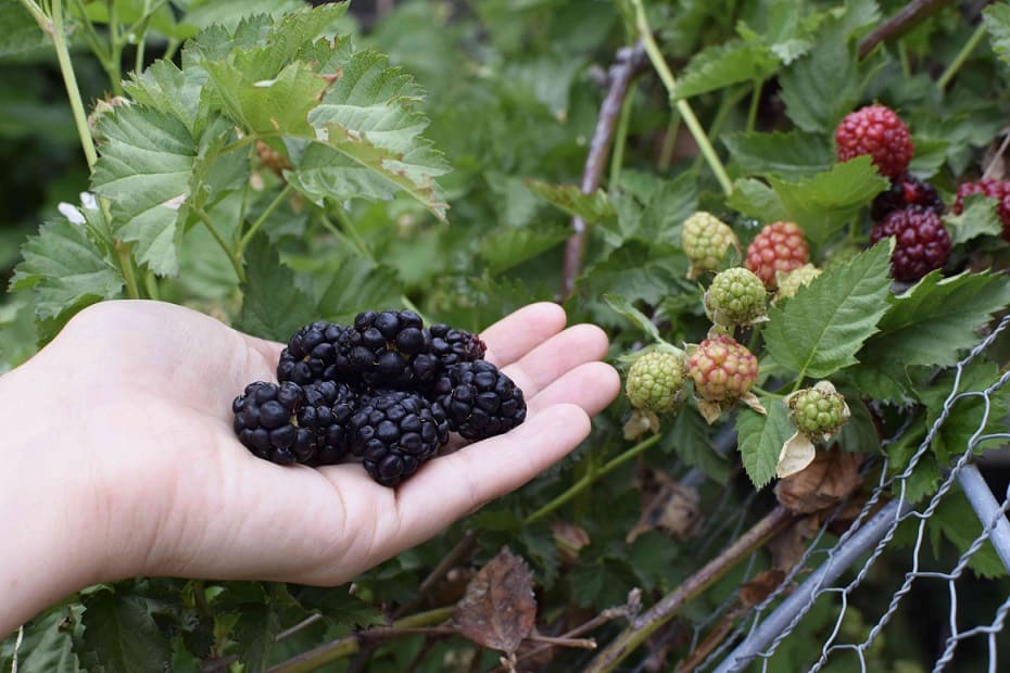 How to Grow And Care For Juicy Blackberries