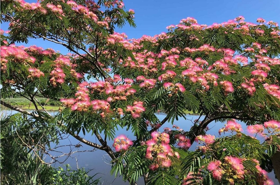 How to Grow Mimosa Trees