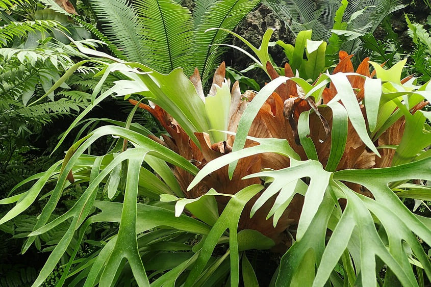 How to Grow and Care for Elkhorn Fern