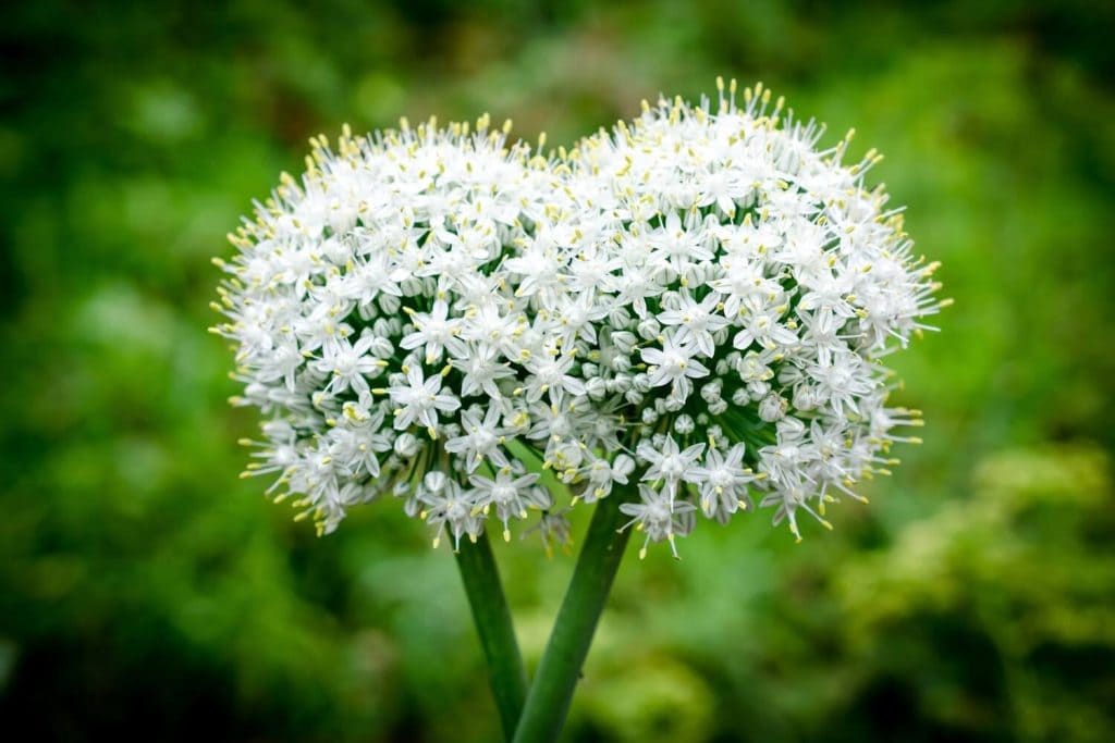 Should You Let Garlic Flower