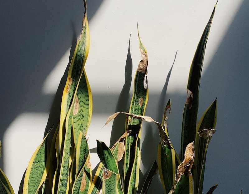 Brown Spots on Your Snake Plant