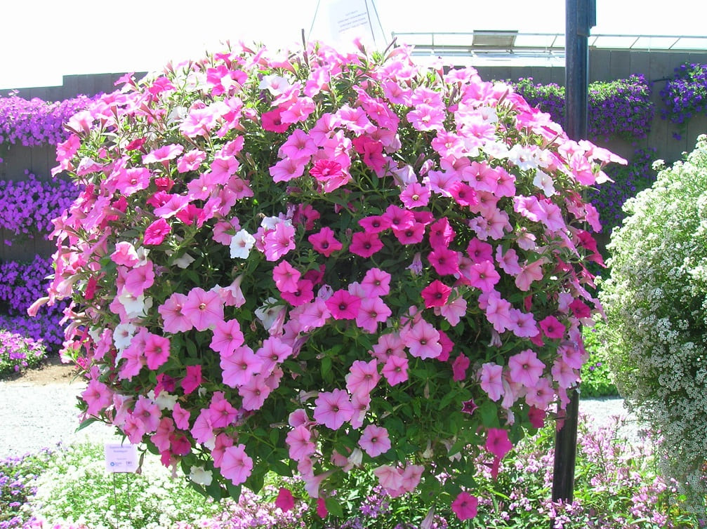 Grow Petunias from Seed