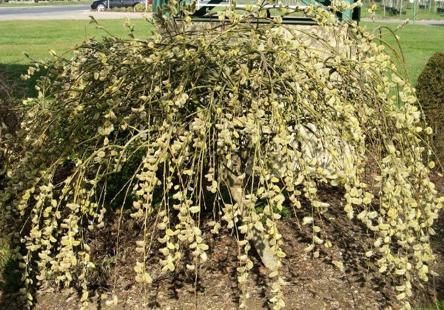 How to Care for a Weeping Pussy Willow