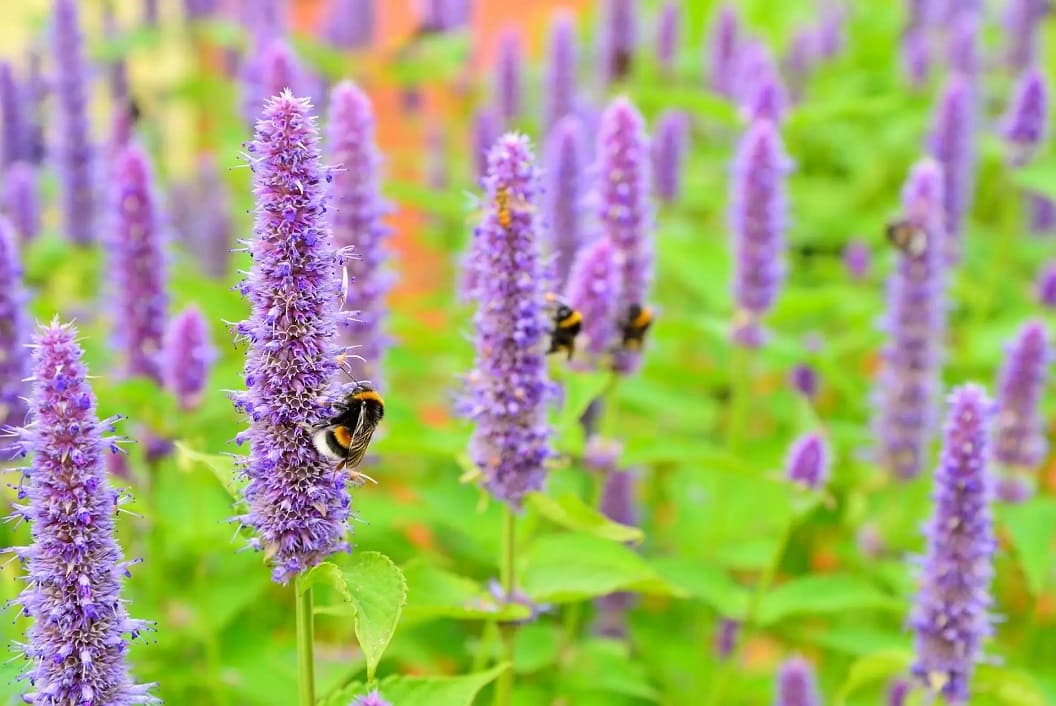 How to Grow and Care for Hummingbird Mint