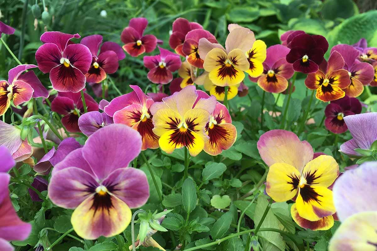 How to Grow Pansies from Seed