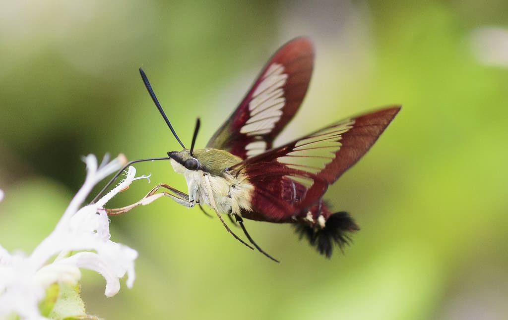 Hummingbird Moth