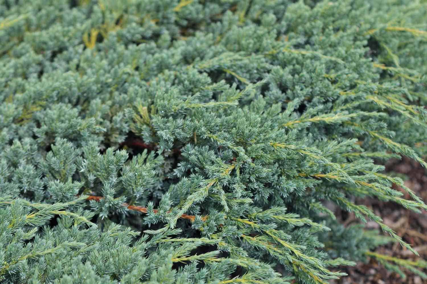 Junipers for Ground Cover