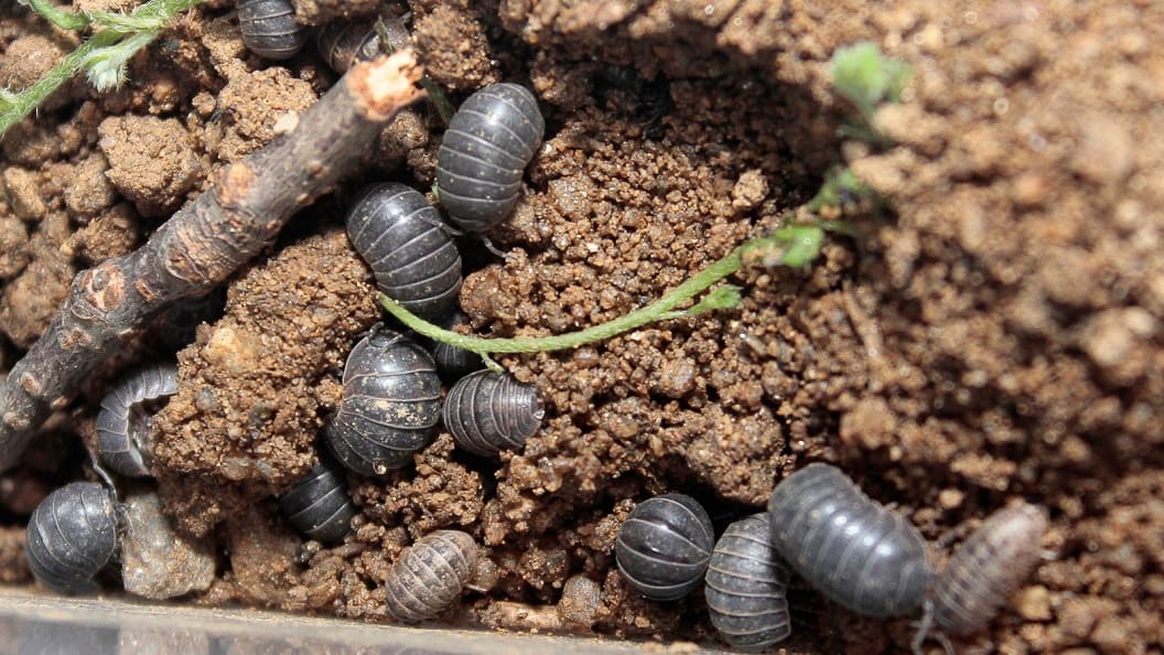 Pill Bugs