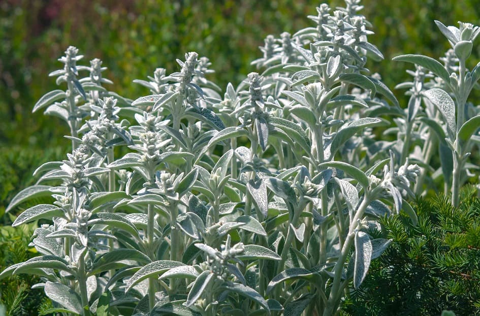 Silver and Gray Foliage Plants