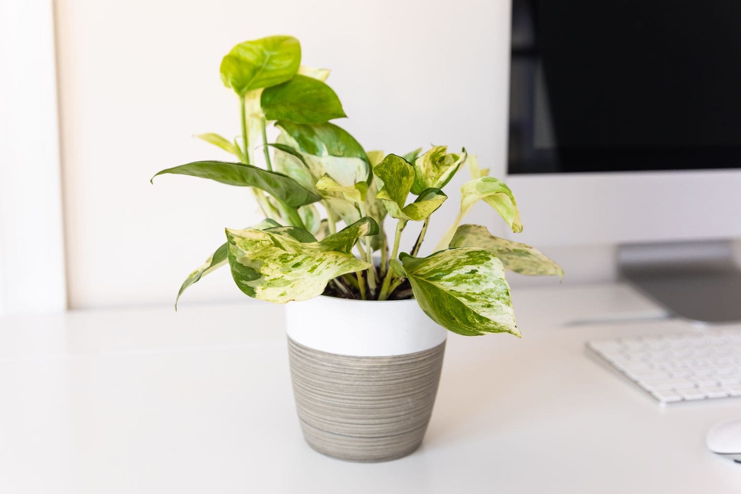 How to Care for Manjula Pothos