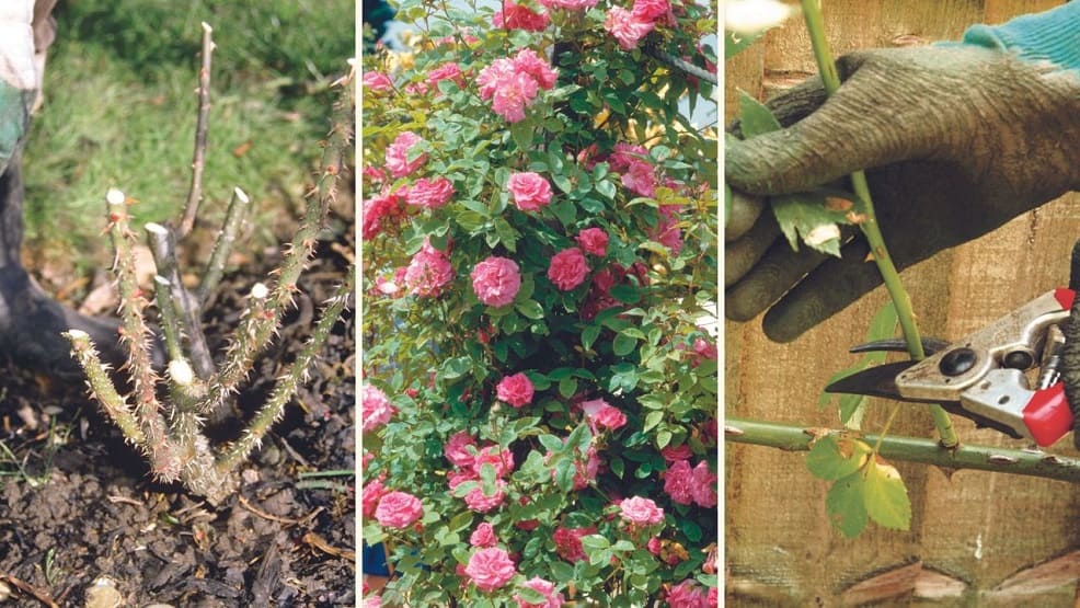 How to Prune Roses