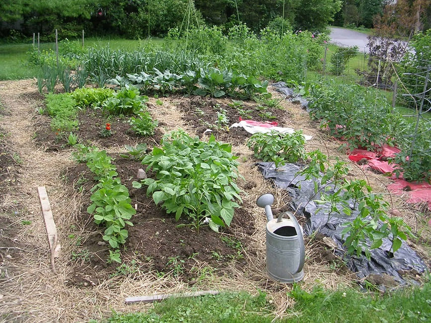 No-Dig Gardening Guide