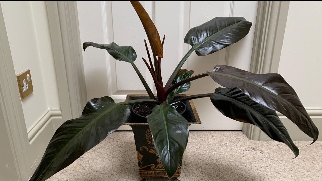 Philodendron Imperial Red Care Guide