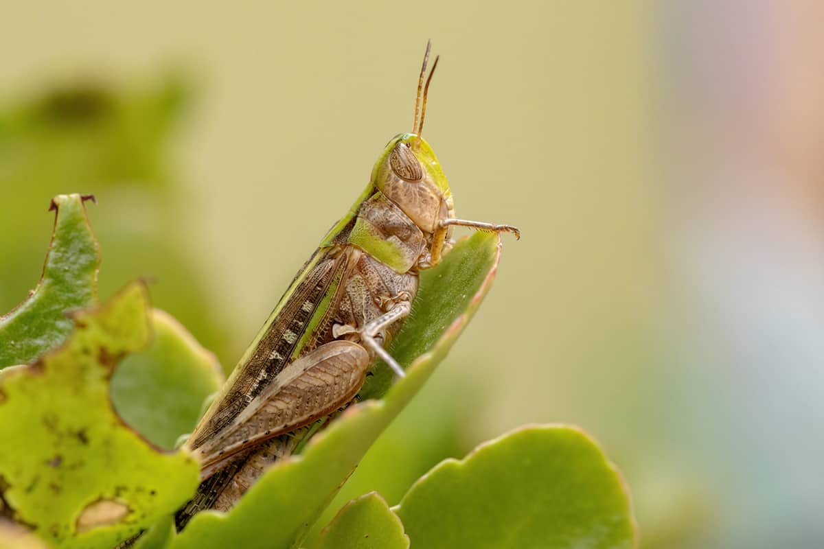 How to Get Rid of Grasshoppers