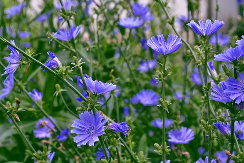 How to Grow Chicory