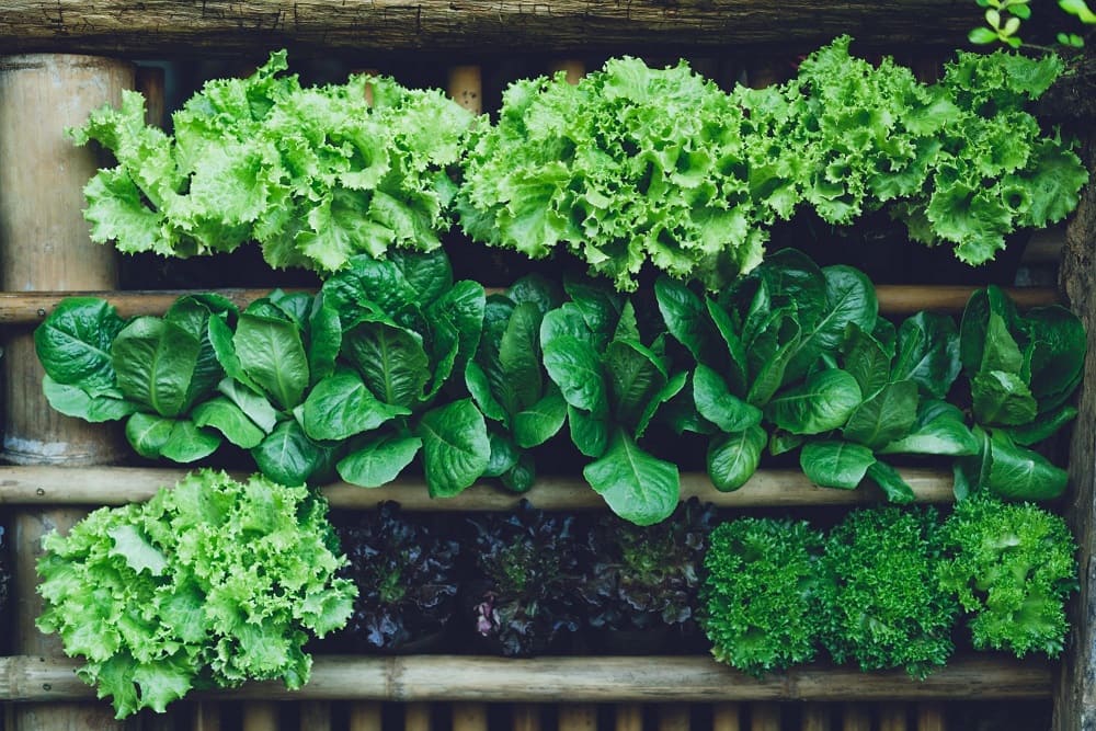 Shade-Loving Herbs and Vegetables