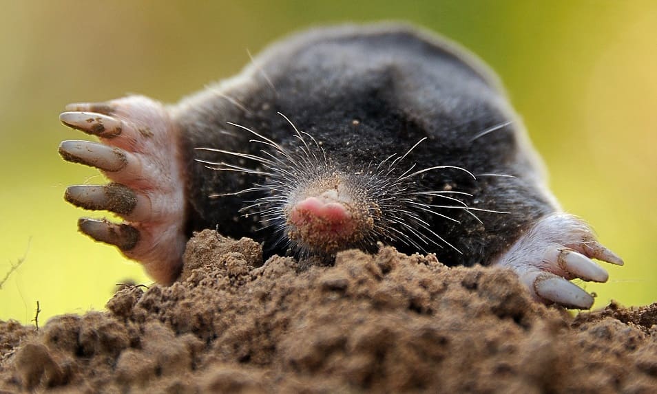 Benefits of Garden Moles