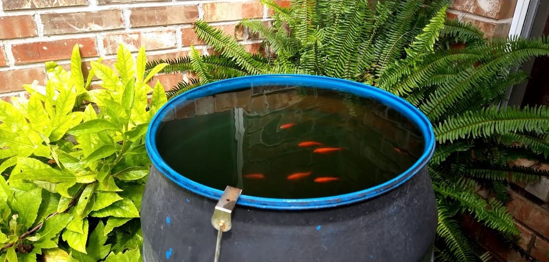 Goldfish in Rain Barrels