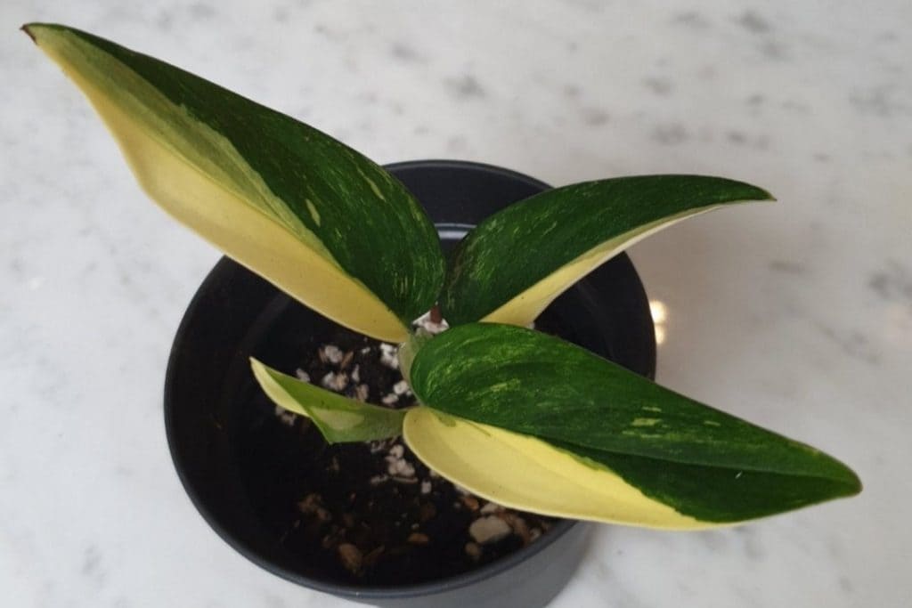 Monstera Standleyana