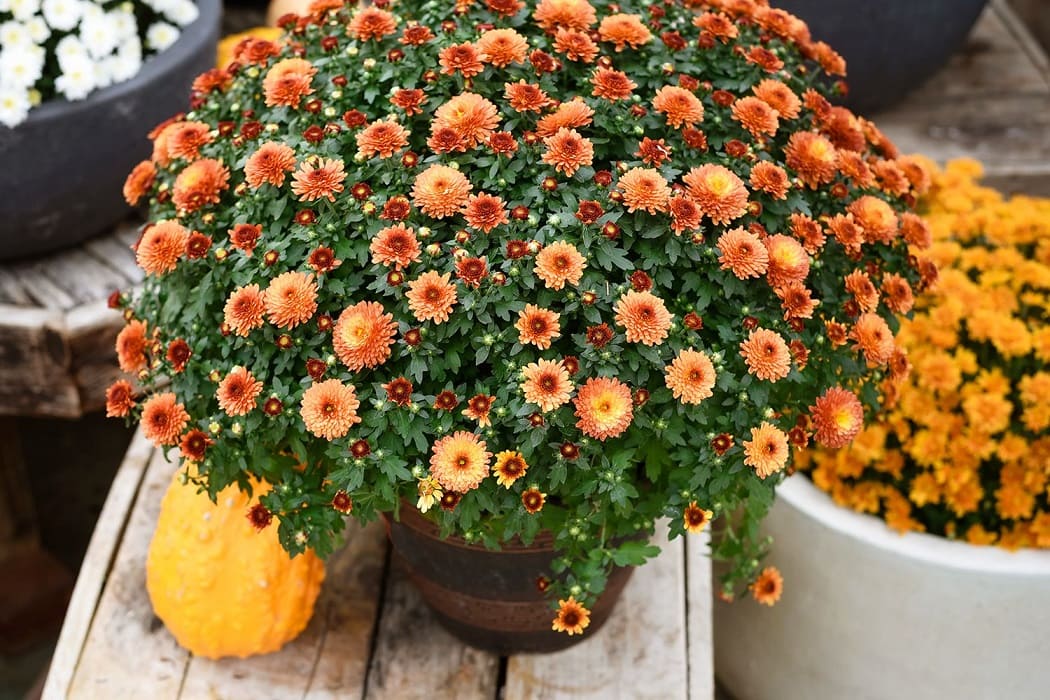 Pot Mums