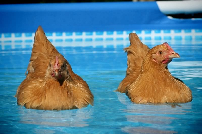Can Chickens Swim