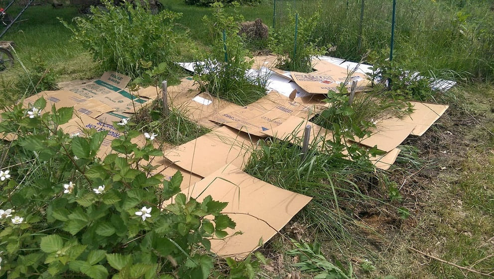Cardboard for Weed Control