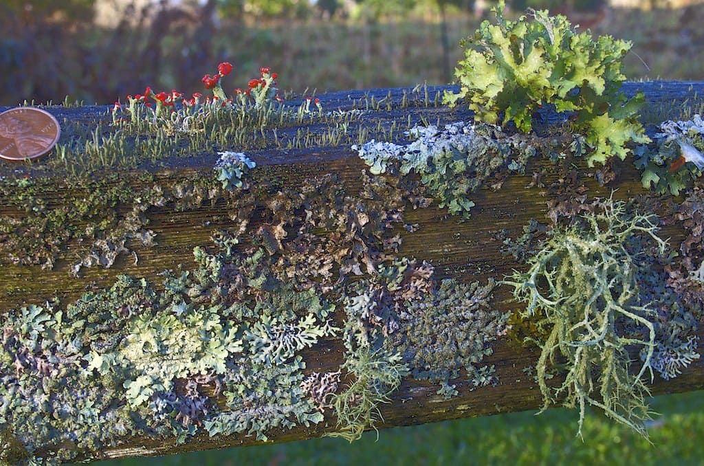 Garden Lichens