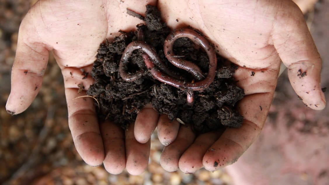 Garden Needs Earthworms