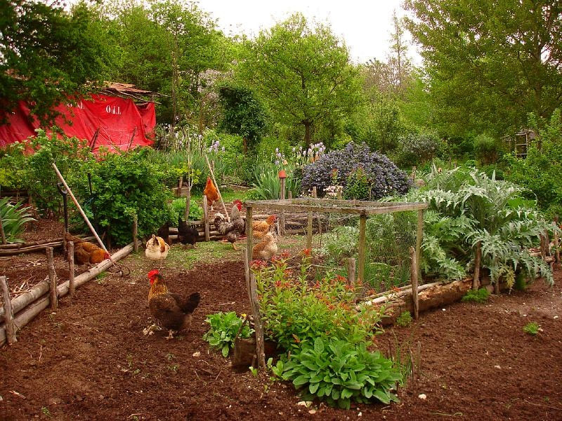 Gardening with Chickens