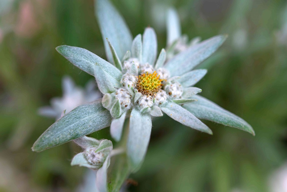 How To Grow Edelweiss