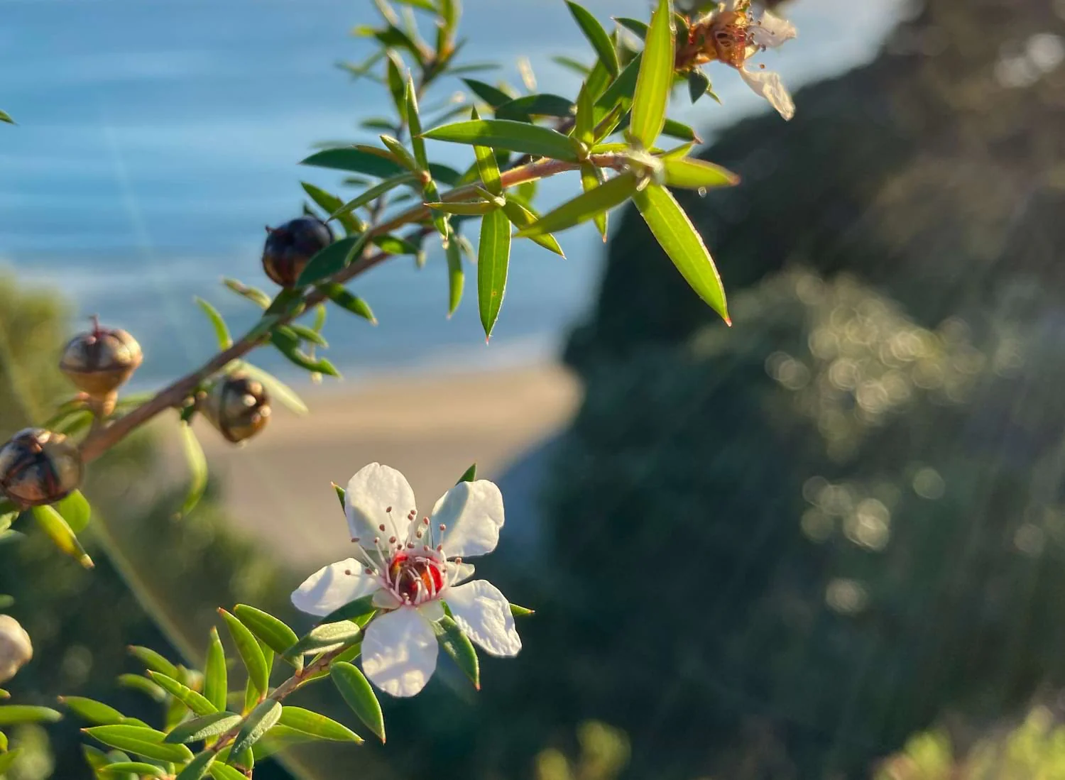 How to Grow Manuka