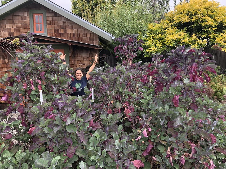 How to Grow Purple Tree Collards