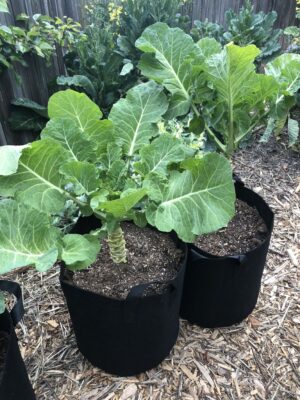 Harvest Savvy: How to Grow Purple Tree Collards: The Ultimate Guide to ...