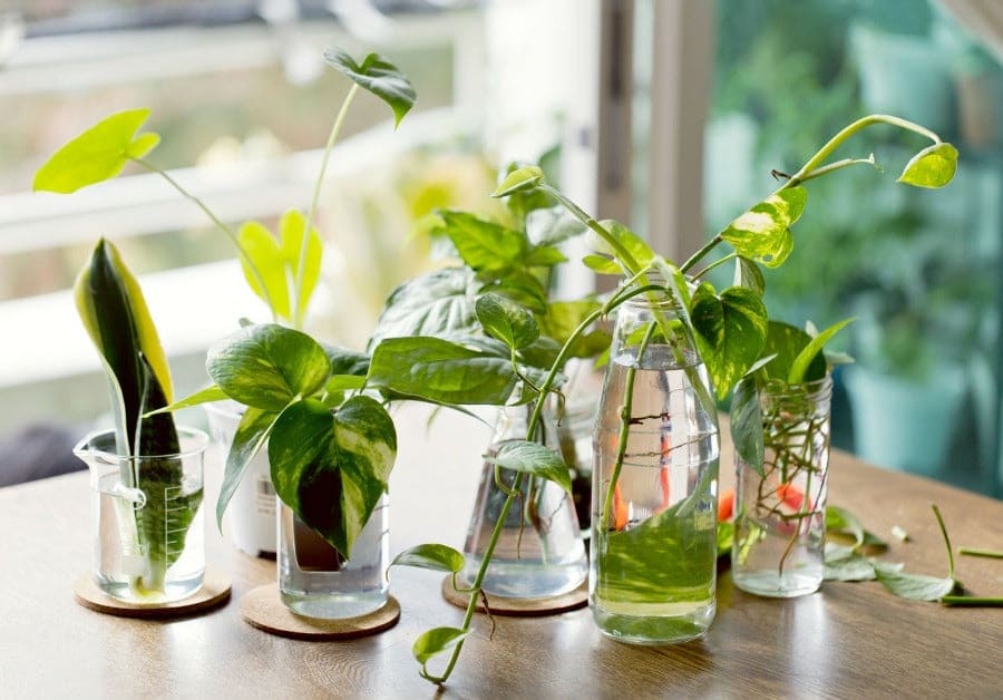 Propagate Plants in Water