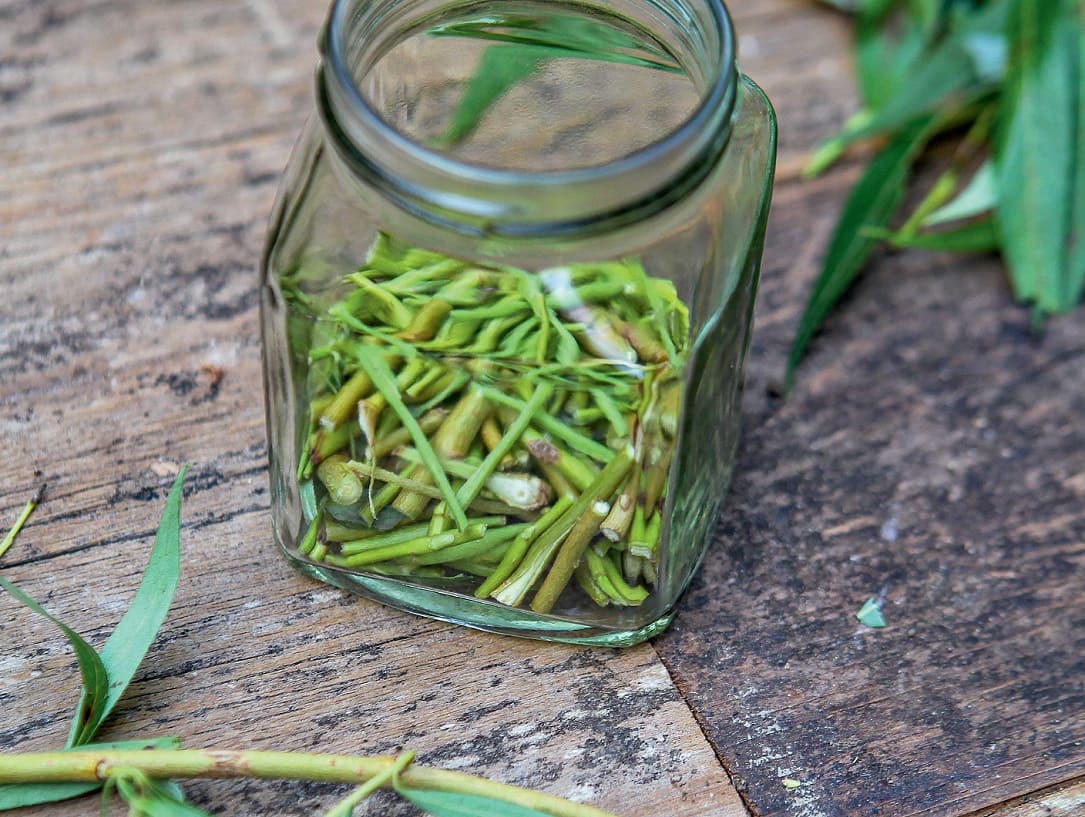 Willow Water