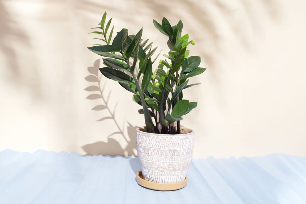 ZZ Plant Care Guide