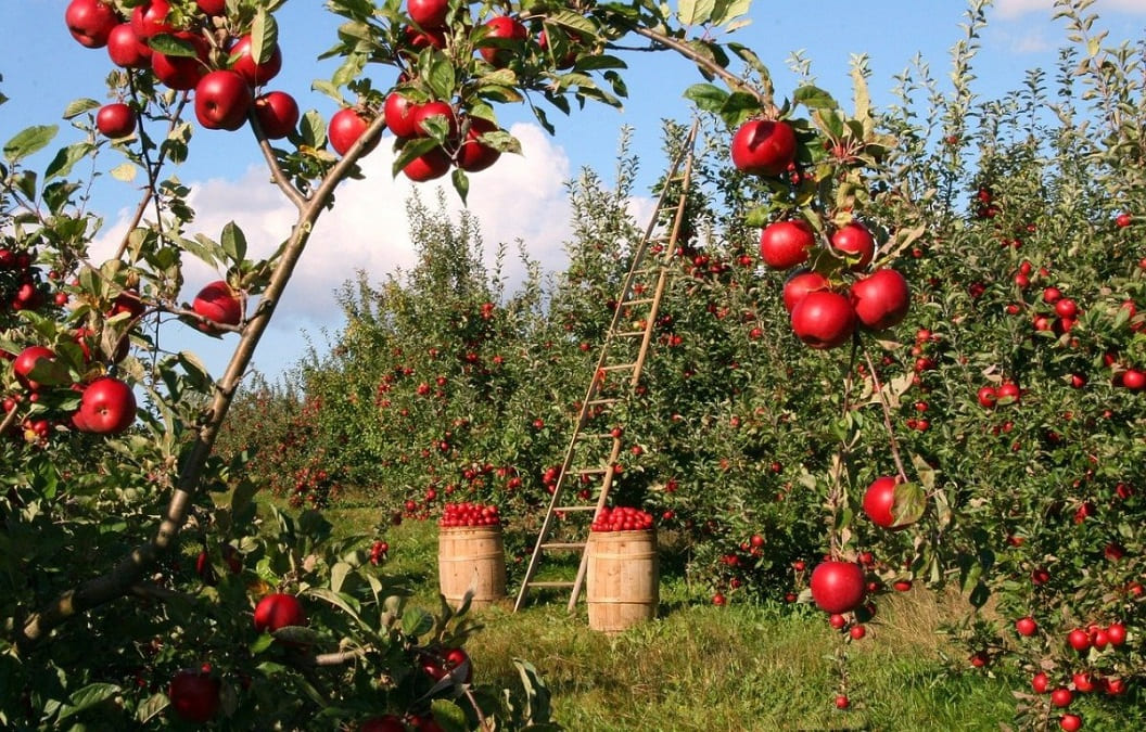 Backyard Orchard