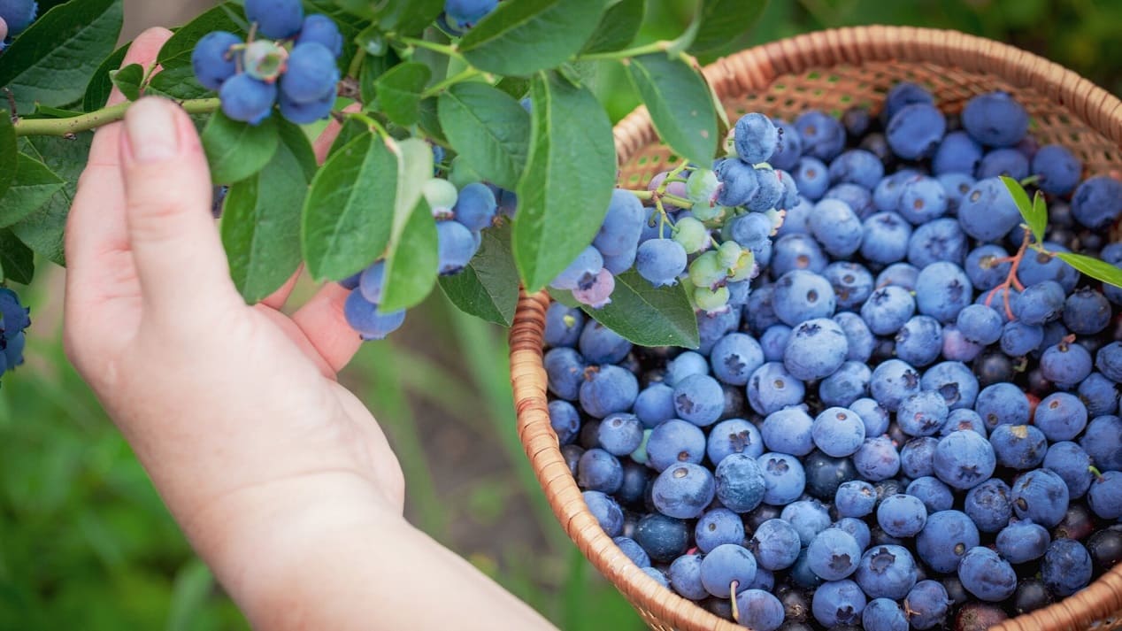Blueberry Fertilizer Guide