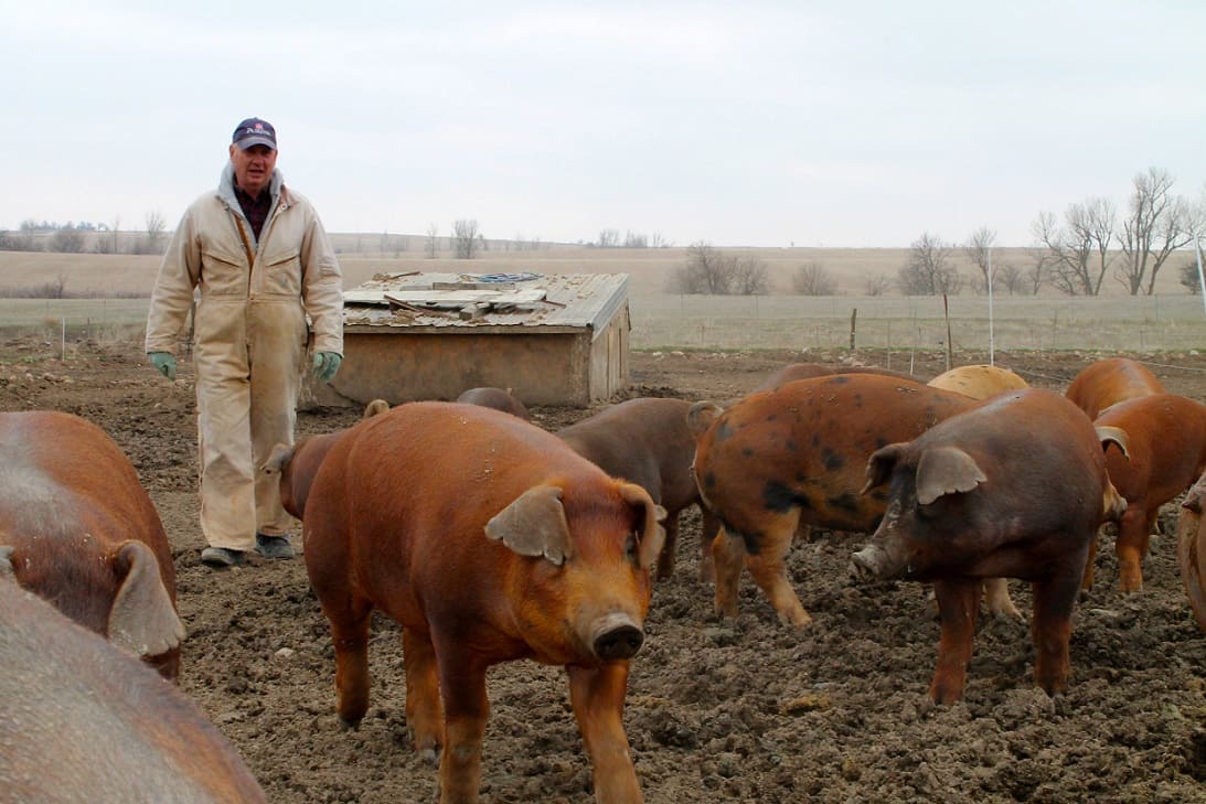 Duroc Pigs