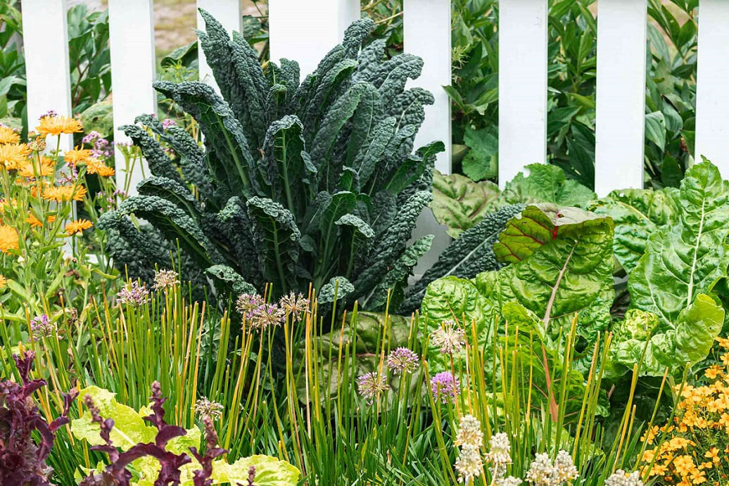 Fast Growing Vegetables
