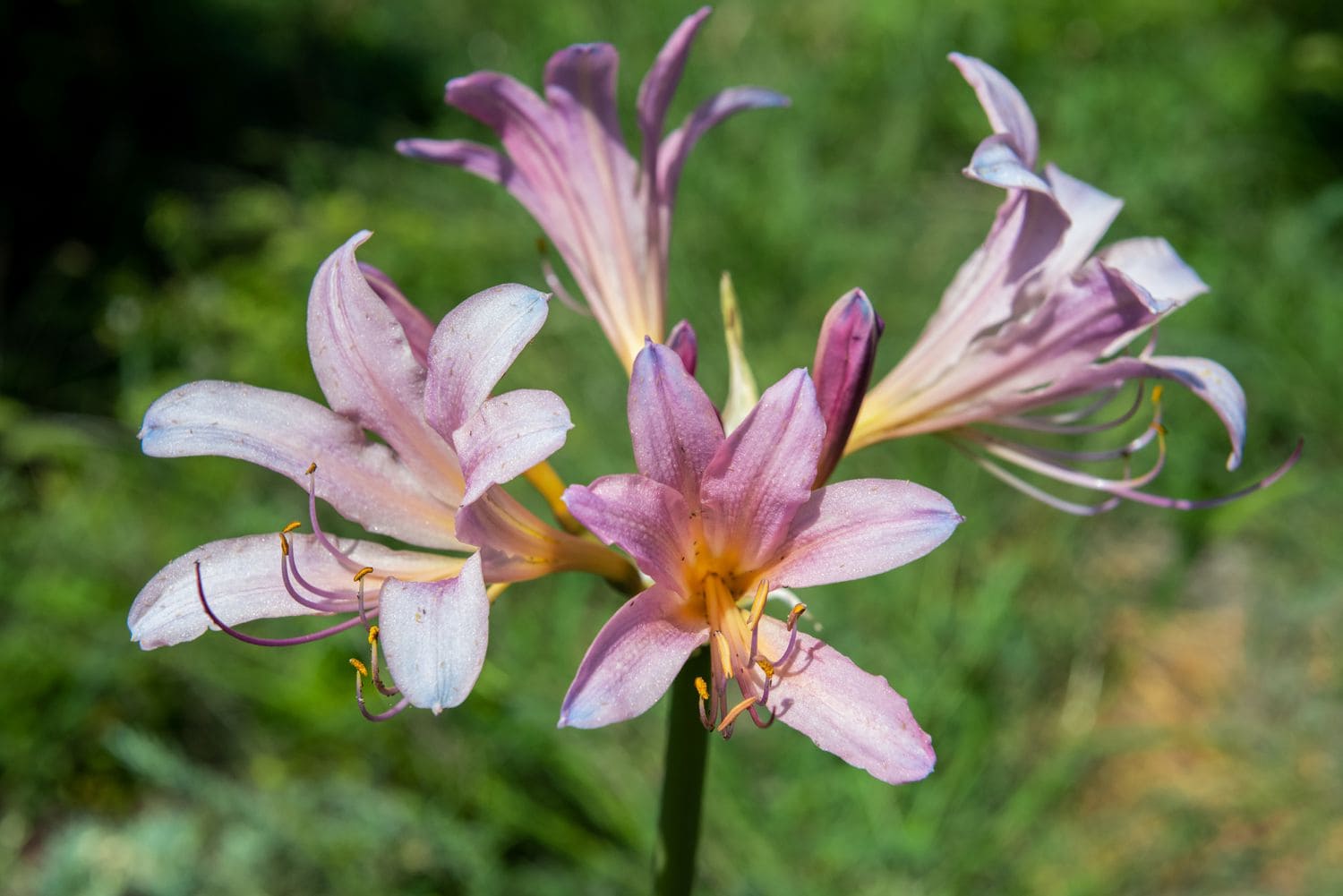 How to Grow Surprise Lilies