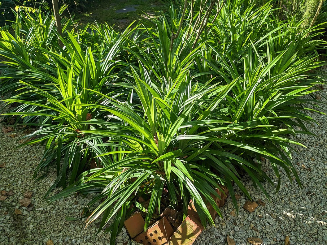 Pandan Plants