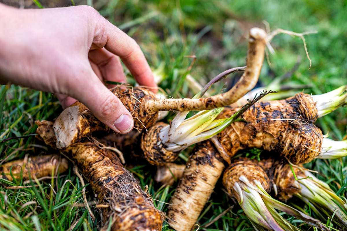Perennial Root Vegetables