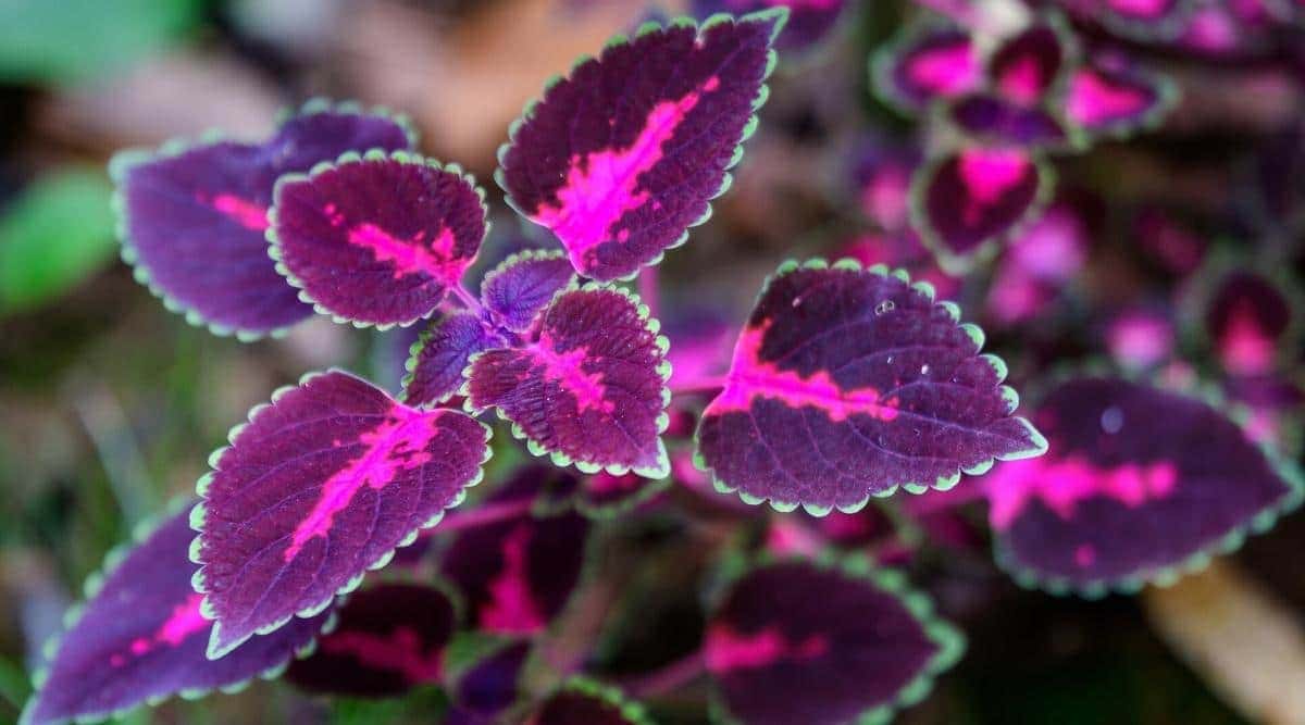 Purple Leaf Plants