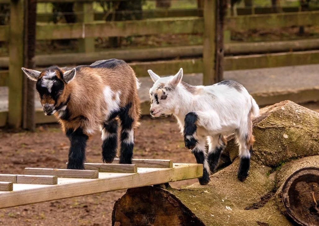 Pygmy Goats