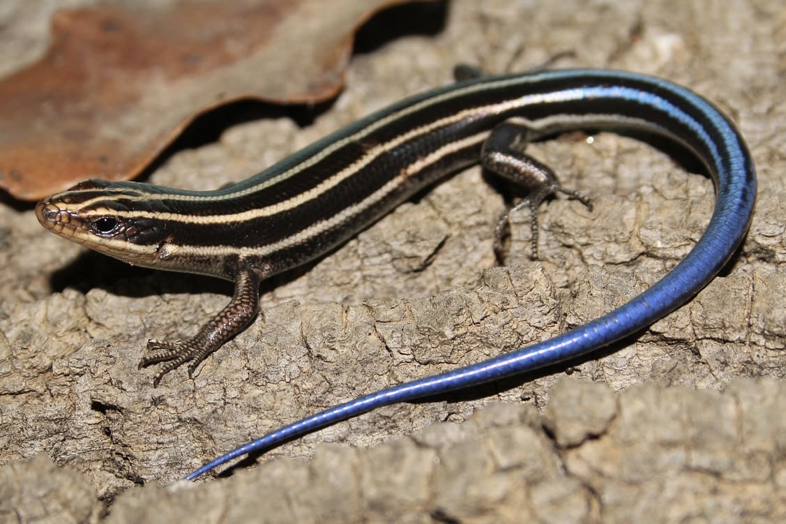 Skinks for Natural Pest Control