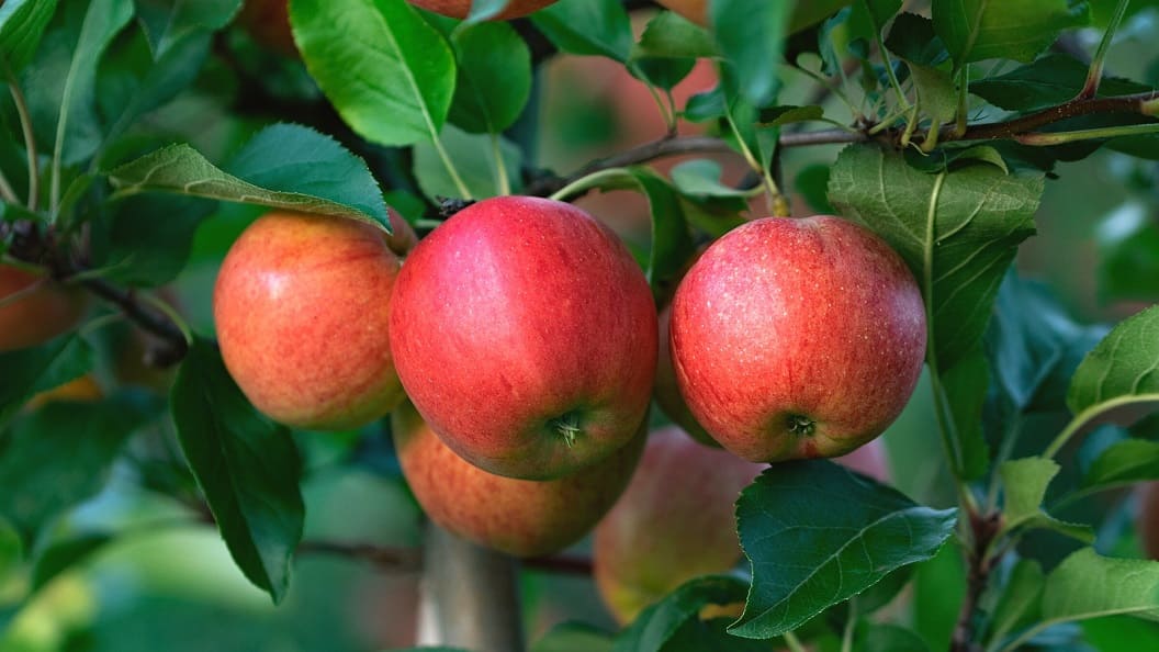 Apple Varieties