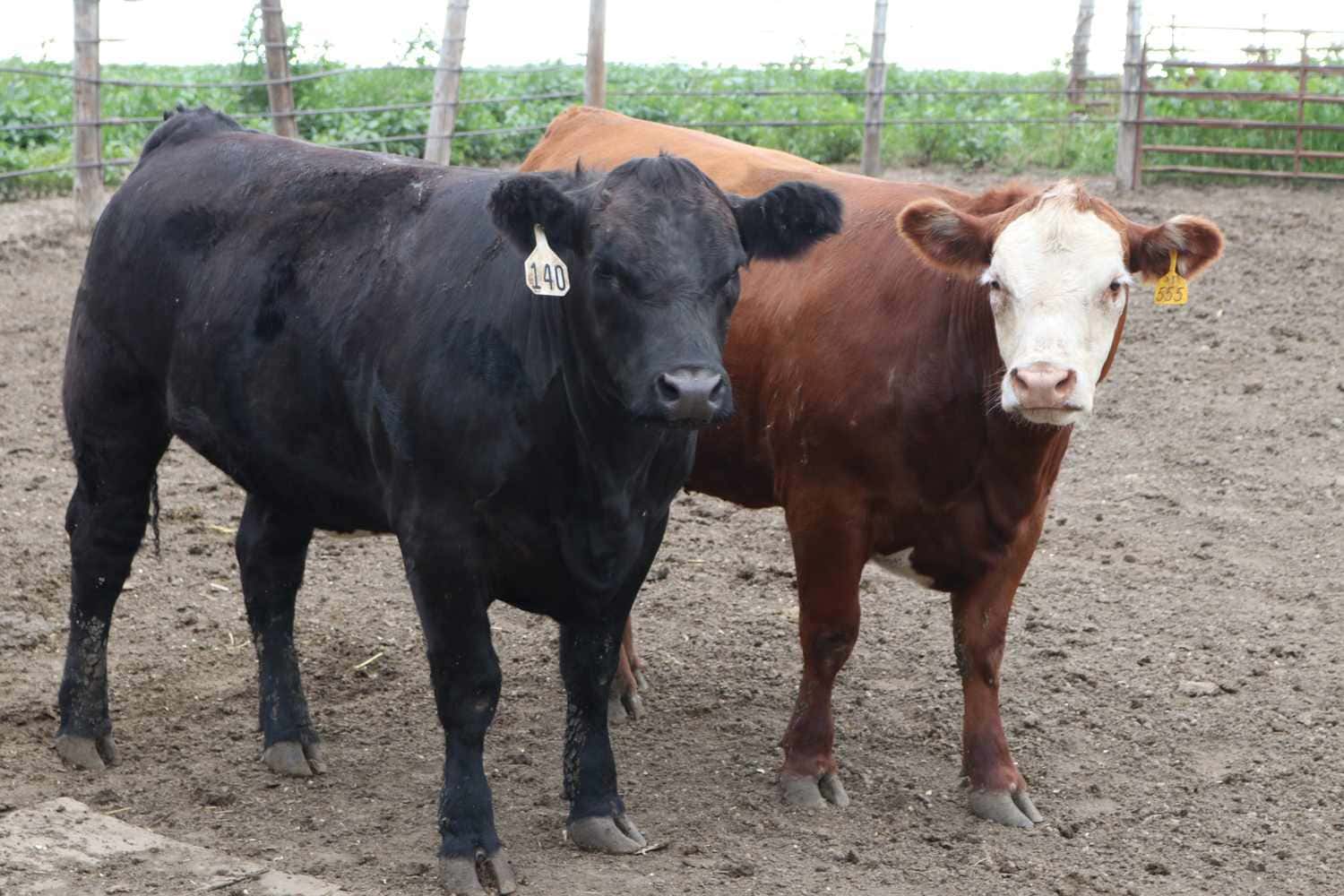 Cattle Breeds