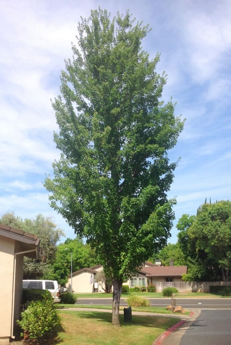 80 Columnar Trees for Privacy, Small Yards & Narrow Spaces