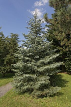 80 Columnar Trees for Privacy, Small Yards & Narrow Spaces